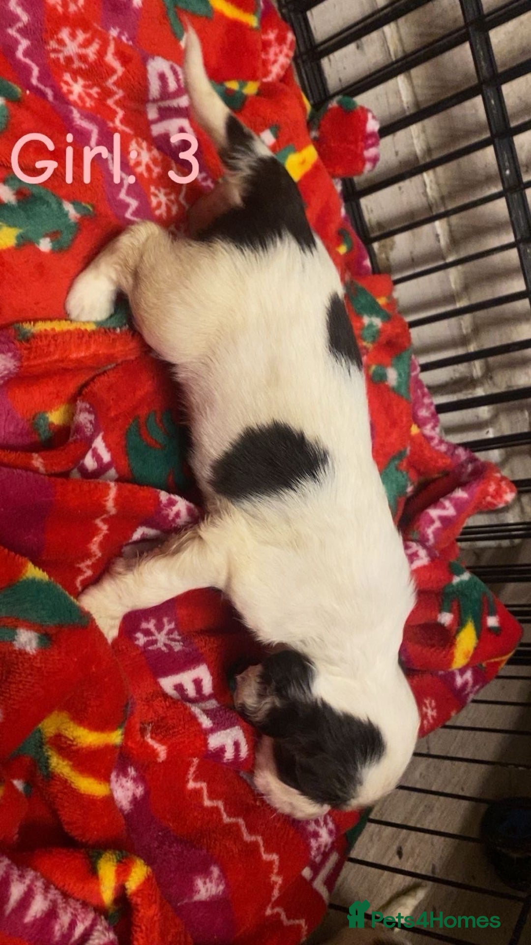 English Springer Spaniel dogs for sale: Beautiful litter of 11 springer spaniel puppies  - Advert 11