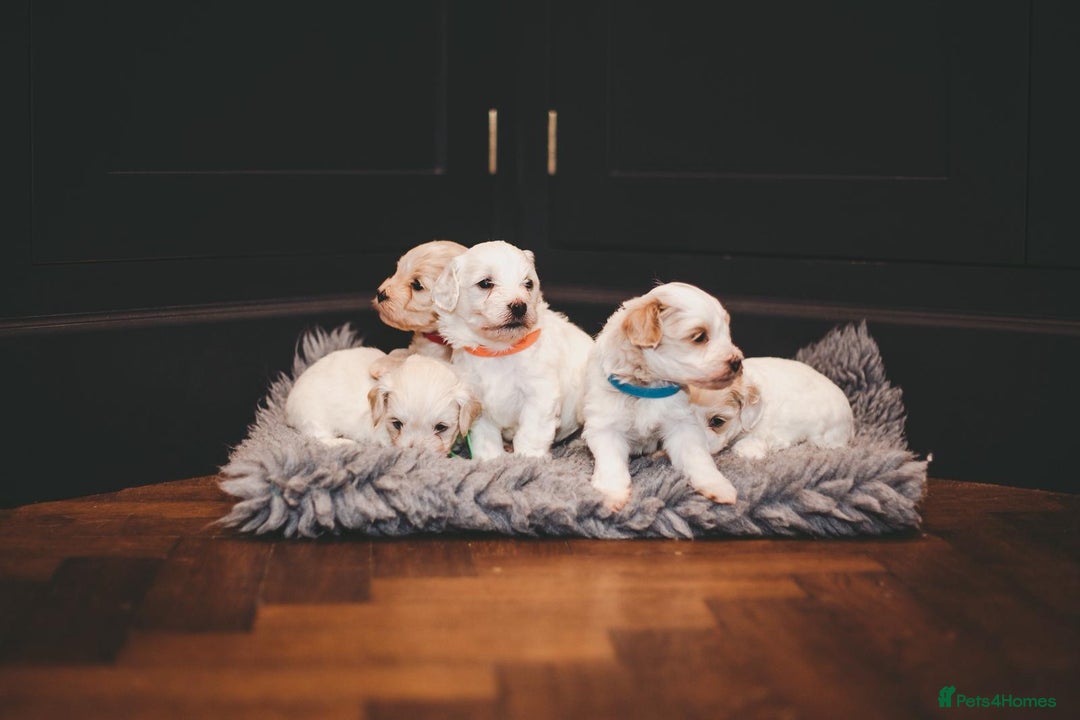 Maltipoo dogs for sale: BEST IN CLASS - F2 MALTIPOO PUPPIES - Advert 18