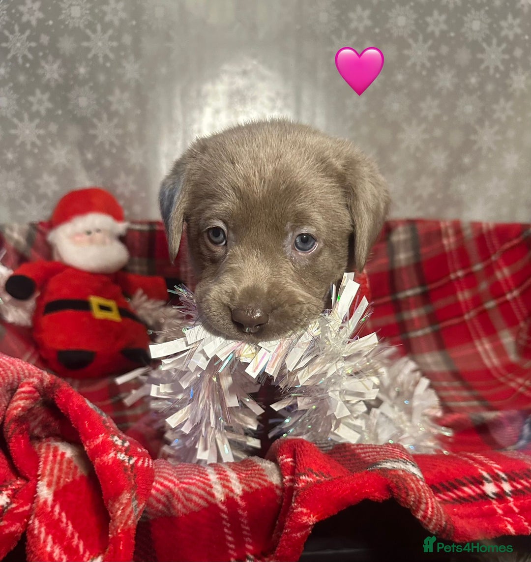 Labrador Retriever dogs for sale: !REDUCED! silver labrador's KC - Advert 25