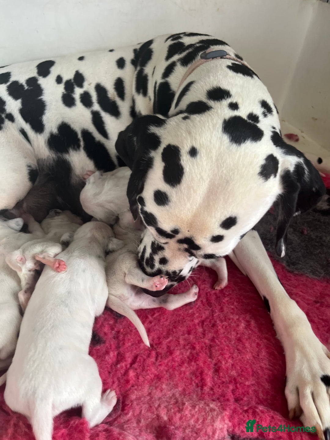 Dalmatian dogs for sale: Quality puppies home reared mother champion  - Image 1