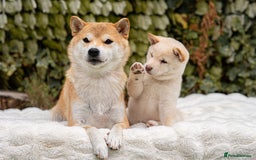 Japanese Shiba Inu dogs for sale: Beautiful Cream Shiba Inu boy for sale  - Image 29
