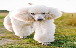 Standard Poodle dogs for sale: Standard Poodle Girl Available Apricot&White Parti - Image 4