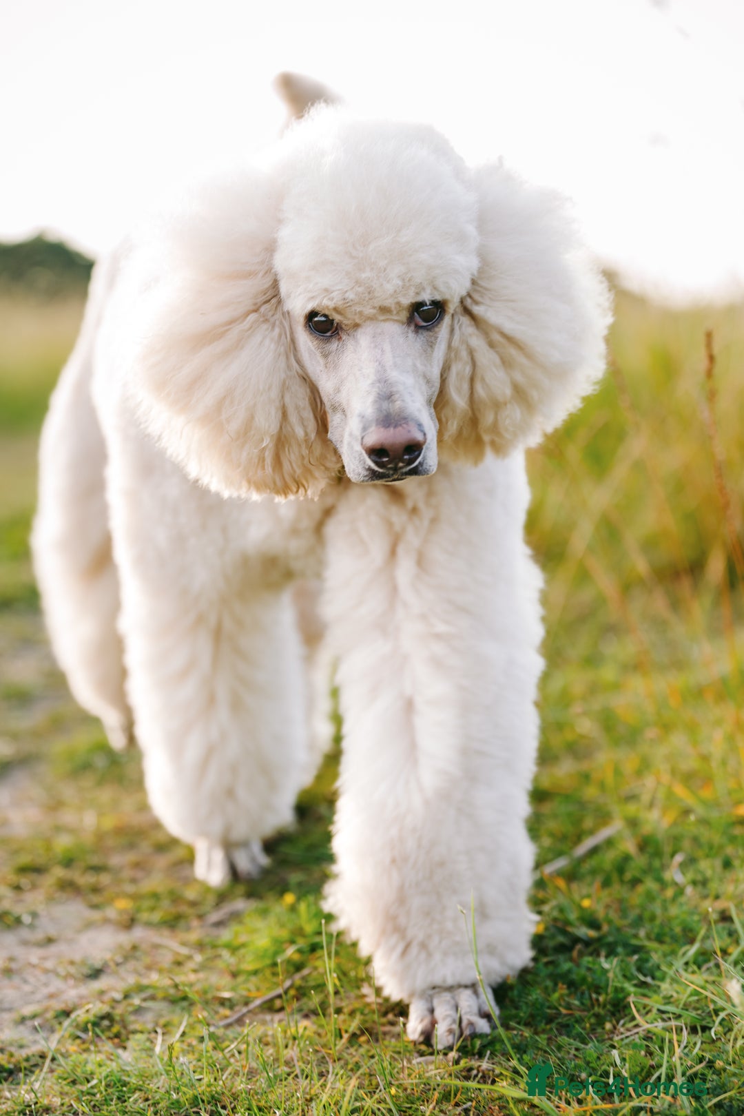 Standard Poodle dogs for sale: Standard Poodle Girl Available Apricot&White Parti - Image 4