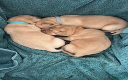 Labrador Retriever dogs for sale: Beautiful Labrador Puppies  - Image 8