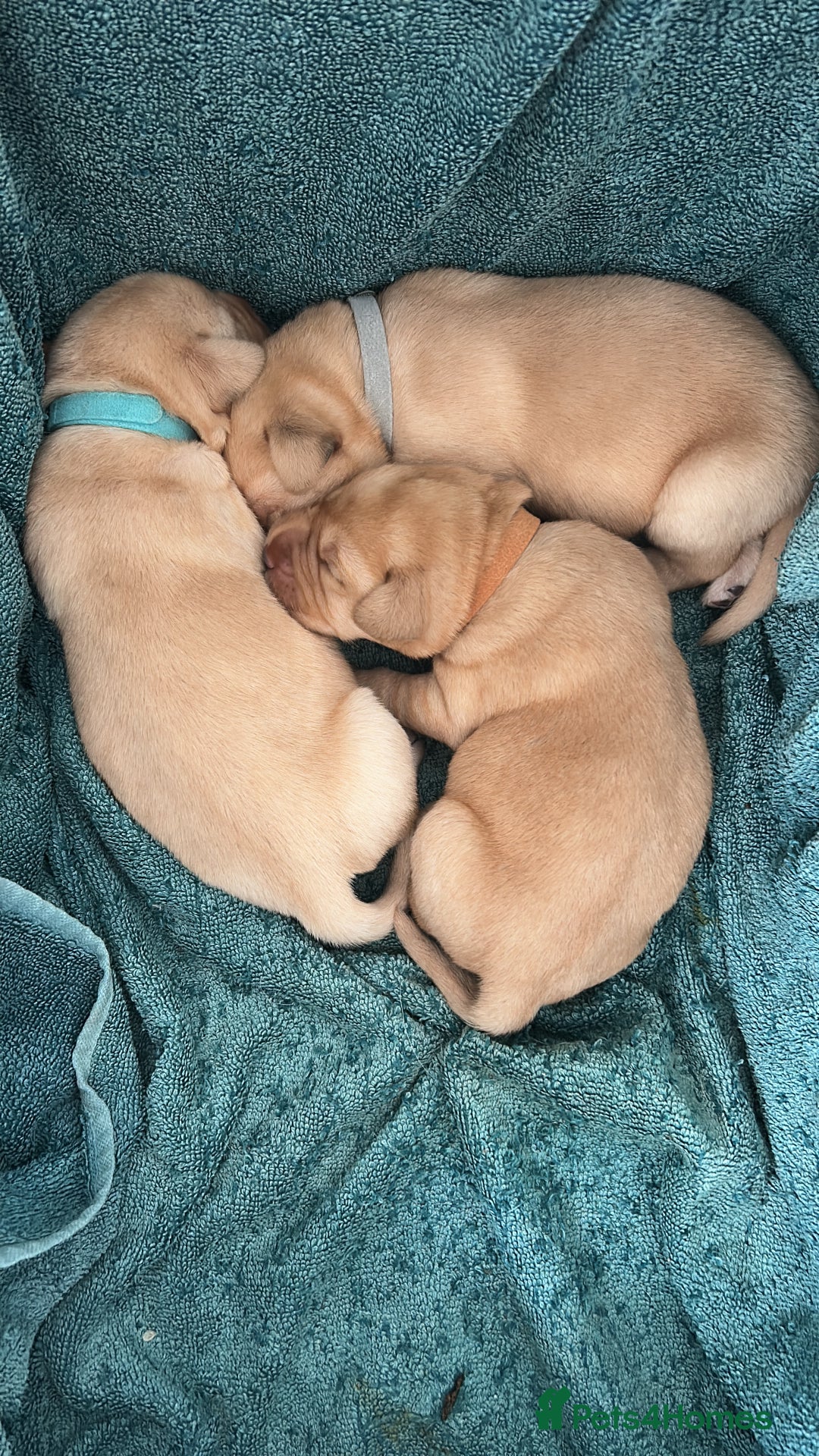 Labrador Retriever dogs for sale: Beautiful Labrador Puppies  - Image 8