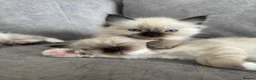Ragdoll cats for sale: Ragdoll kittens  - Advert 6