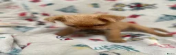 Mixed Breed dogs for sale: Jack Russell/ Yorkshire terrier puppy’s  in Pontypool - Advert 3