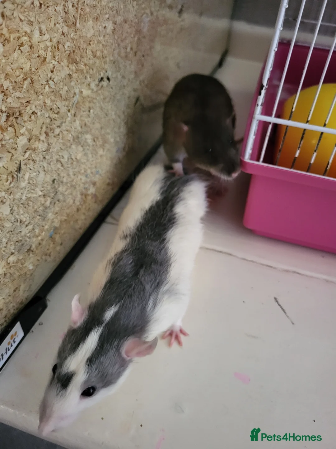 Rat rodents for sale: Male dumbo rats  in Brierley Hill - Advert 4