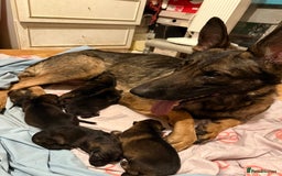 German Shepherd dogs for sale: 5 beautiful GSD puppies - Male £600 female £800 - Image 8