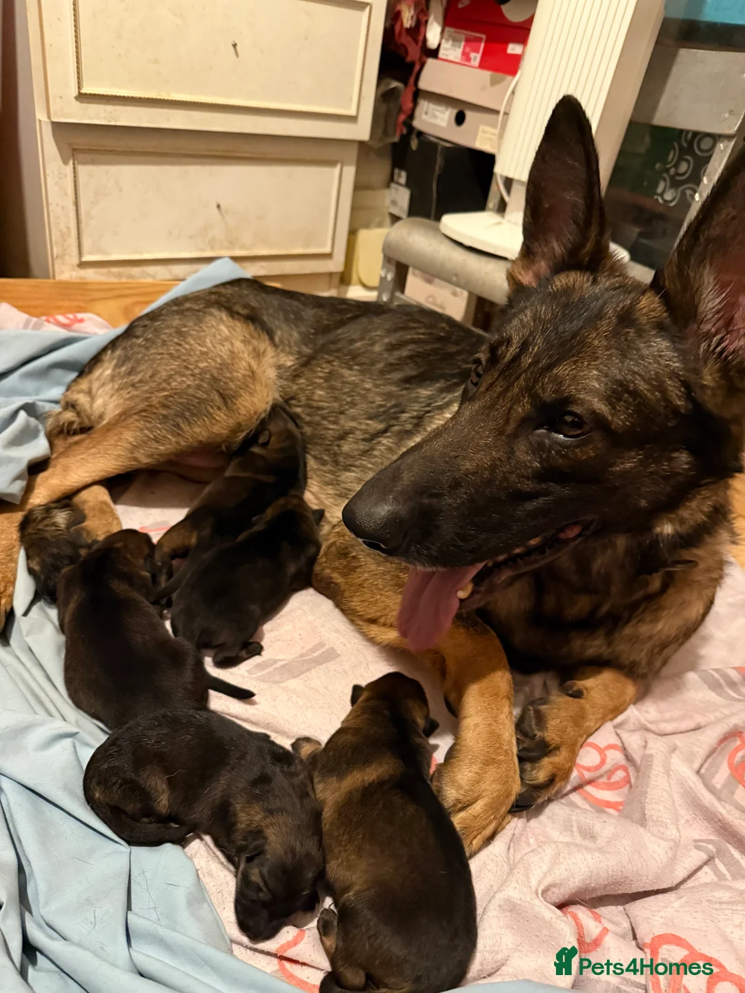 German Shepherd dogs for sale: Mother and father need rehoming , £0!  - Advert 8