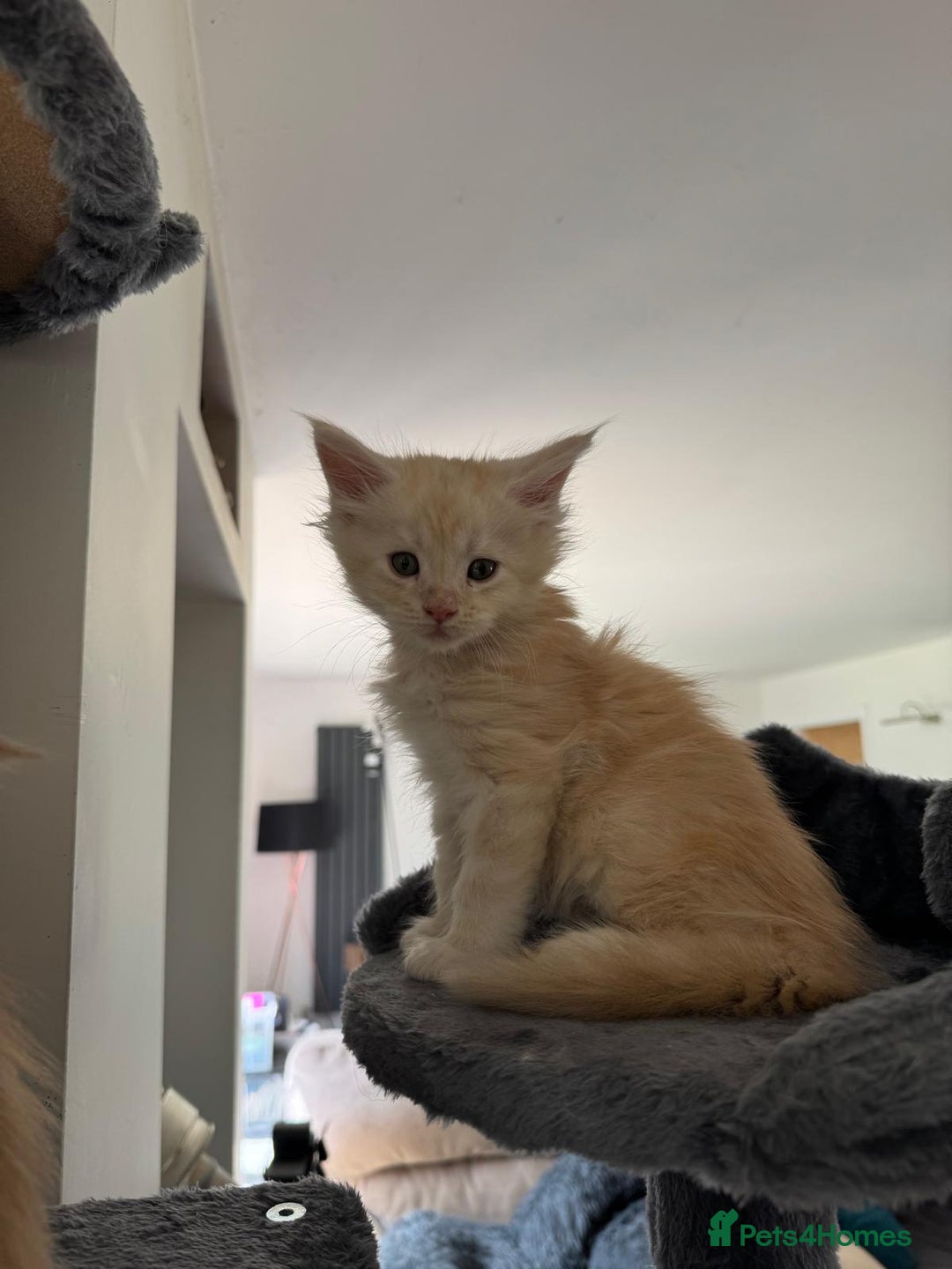 Maine Coon cats for sale: Full pedigree Maine Coon Kittens - Image 7