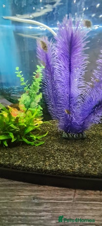 Cichlids fish - Advert 11