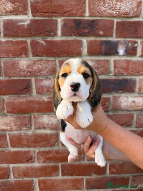 Beagle dogs BEAUTIFUL RKC PUPPIES FROM RENOWNED TOP BREEDER - Advert 2