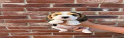 Beagle dogs for sale: BEAUTIFUL RKC PUPPIES FROM RENOWNED TOP BREEDER - Advert 2