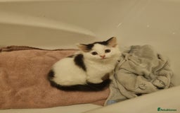 Ragdoll cats for sale: Female Kitten - Image 2