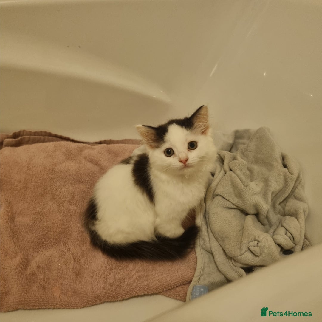 Ragdoll cats for sale: Female Kitten - Image 2