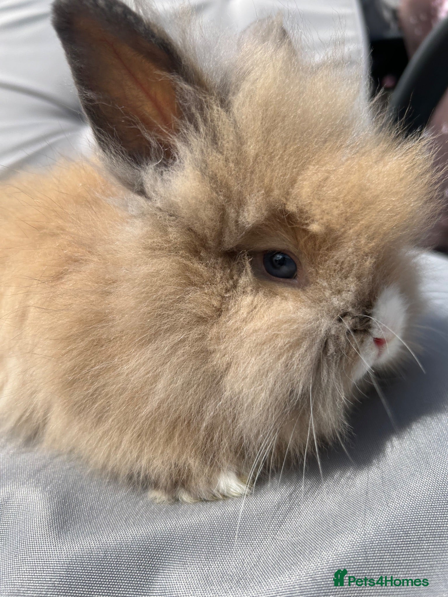 Lionhead rabbits 🦋Pure breed Teddy lionheads 🦋 - Advert 2