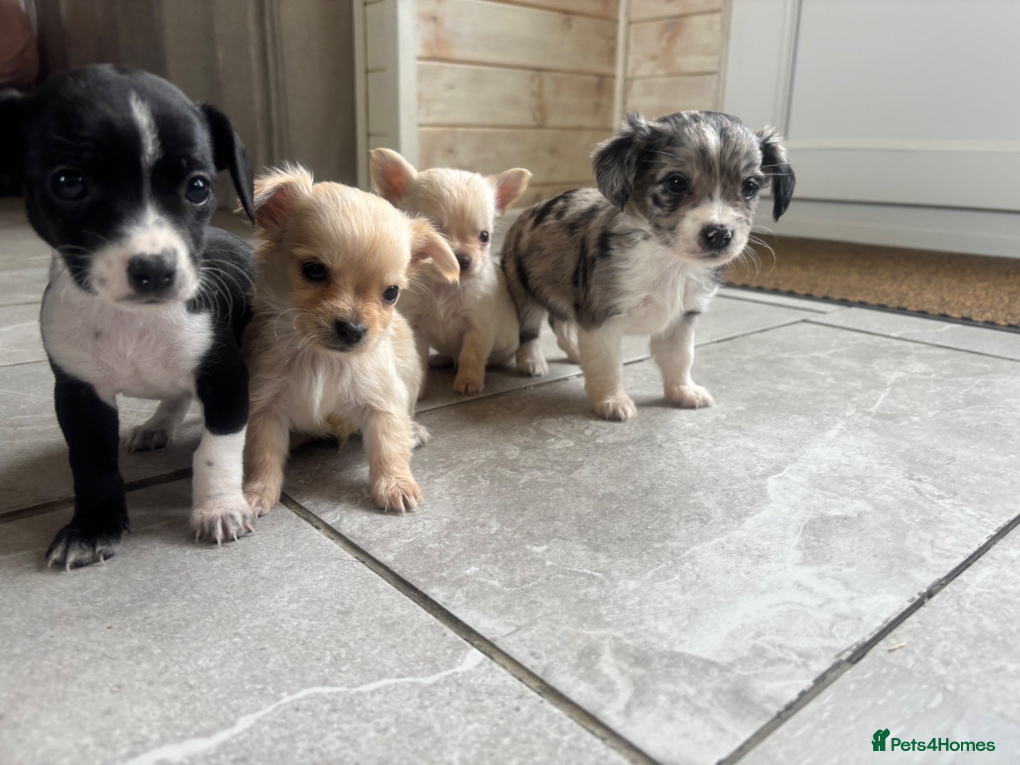 Mixed Breed dogs CHIHUAHUA PUPS AVAILBE 9TH APRIL - Advert 3