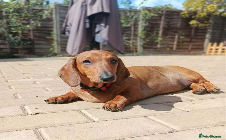 Dachshund dogs in Coventry - Advert 3