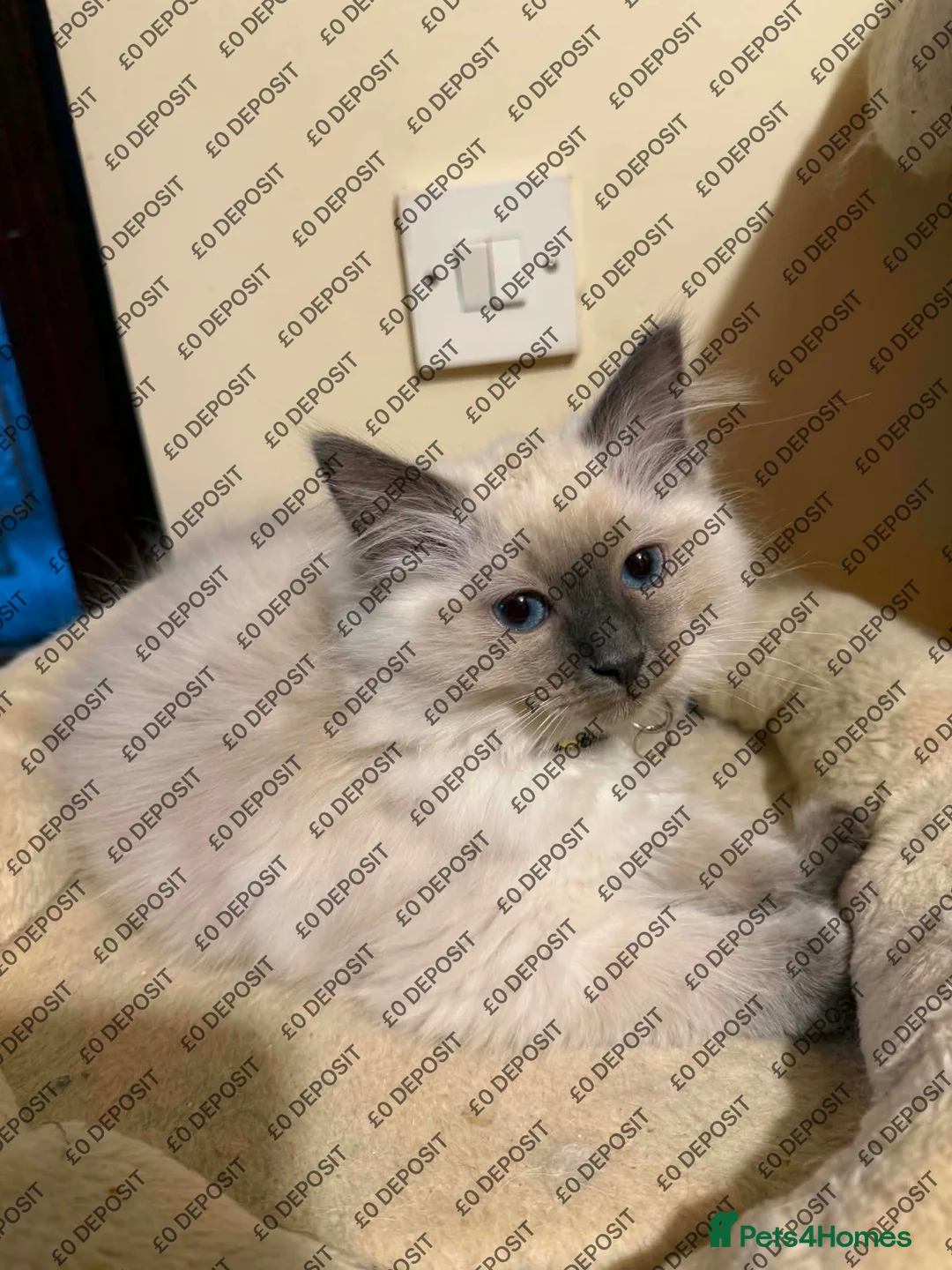 Ragdoll cats for sale: Beauty baby Ragdoll (read description) - Advert 10