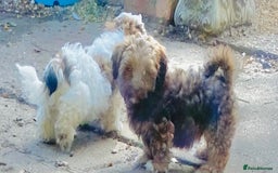 Mixed Breed dogs for sale: 🌟HAPPY TEDDY BEAR MALSHIPOO PUPS - Image 5