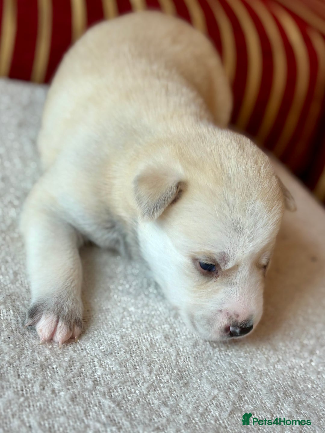 Pomsky dogs for sale: Adorable Blue Eyed 🐾 Long Eared Pomskies  - Image 2