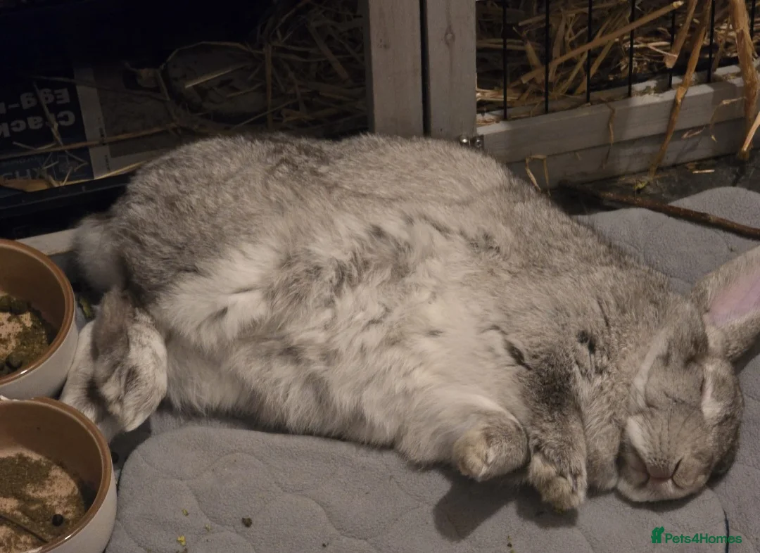 Mini Lop rabbits for sale: Rabbit Rehome in Glastonbury - Advert 2