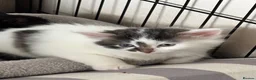 Mixed Breed cats for sale: Beautiful kittens for forever homes  in Newark - Advert 9