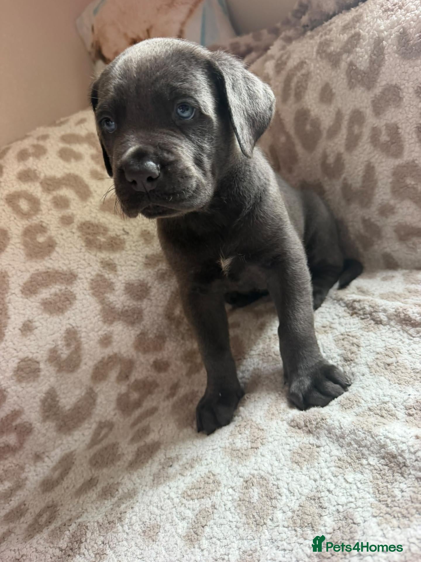 Mixed Breed dogs Stunning chunky pups READY TODAY  - Advert 2