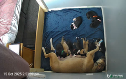 Mixed Breed dogs for sale: Mastiff cross staff puppies 🥰 - Image 10