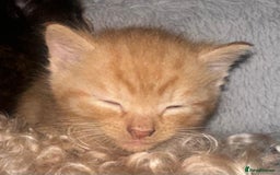 Mixed Breed cats for sale: 1 Ginger boy and 1 Tabby girl available  - Image 9