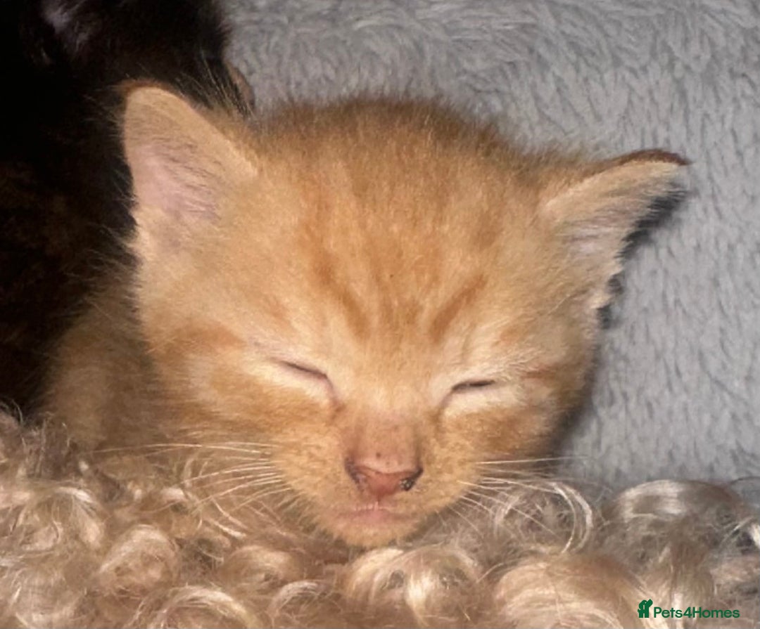Mixed Breed cats for sale: 1 Ginger boy and 1 Tabby girl available  - Image 9