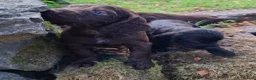 Cocker Spaniel dogs for sale: Cocker Spaniel puppies working line - Advert 27