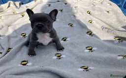 French Bulldog dogs for sale: KC French Bulldog Puppies -Last One.Ready to leave - Image 20