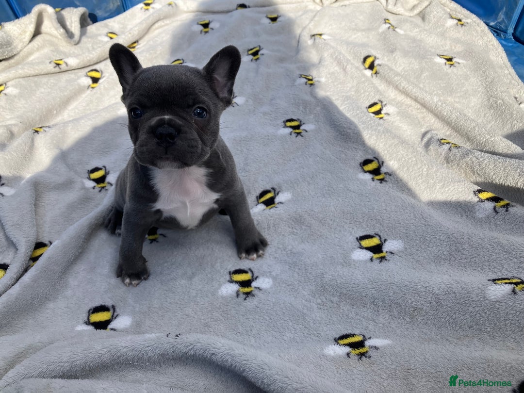 French Bulldog dogs for sale: KC French Bulldog Puppies -Last One.Ready to leave - Image 20