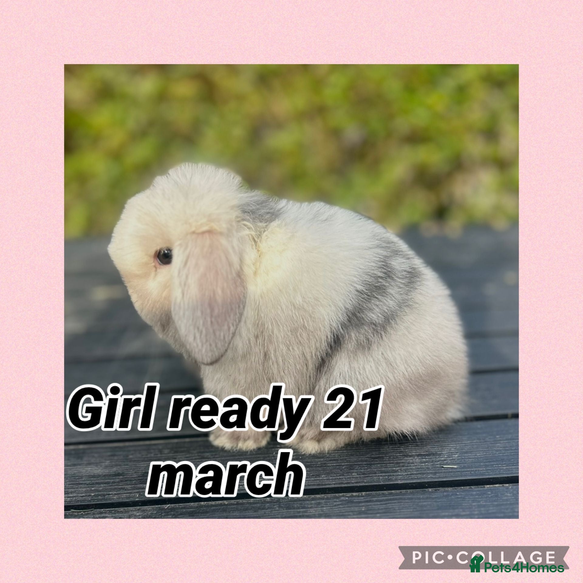 Mini Lop rabbits READY TO RESERVE NOW PEDIGREE MINI LOP - Advert 19