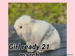 Mini Lop rabbits READY TO RESERVE NOW PEDIGREE MINI LOP - Advert 19