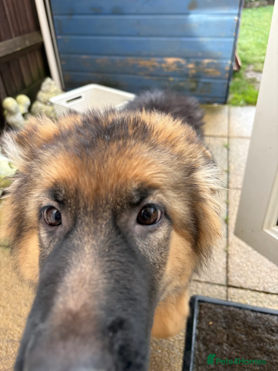 German Shepherd dogs for sale: KC registered GSD bitch  - Advert 6