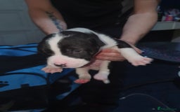 Mixed Breed dogs for sale: Staff x shar pei - Image 2