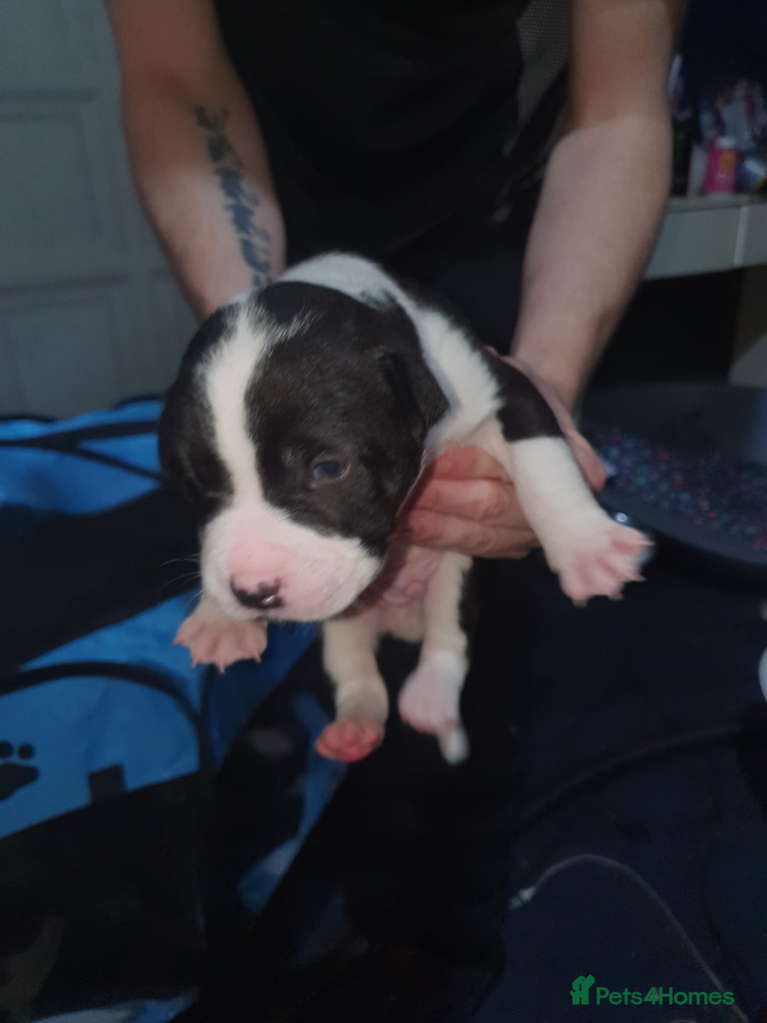 Mixed Breed dogs for sale: Staff x shar pei - Image 2