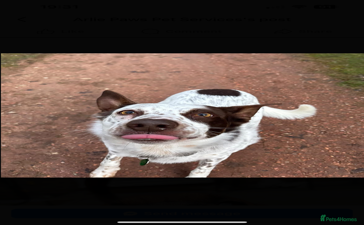 Border Collie dogs - Advert 9