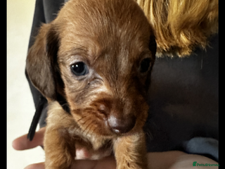 Dachshund dogs **Ready Now!** Beautiful Dachshunds ❤️❤️ - Advert 2