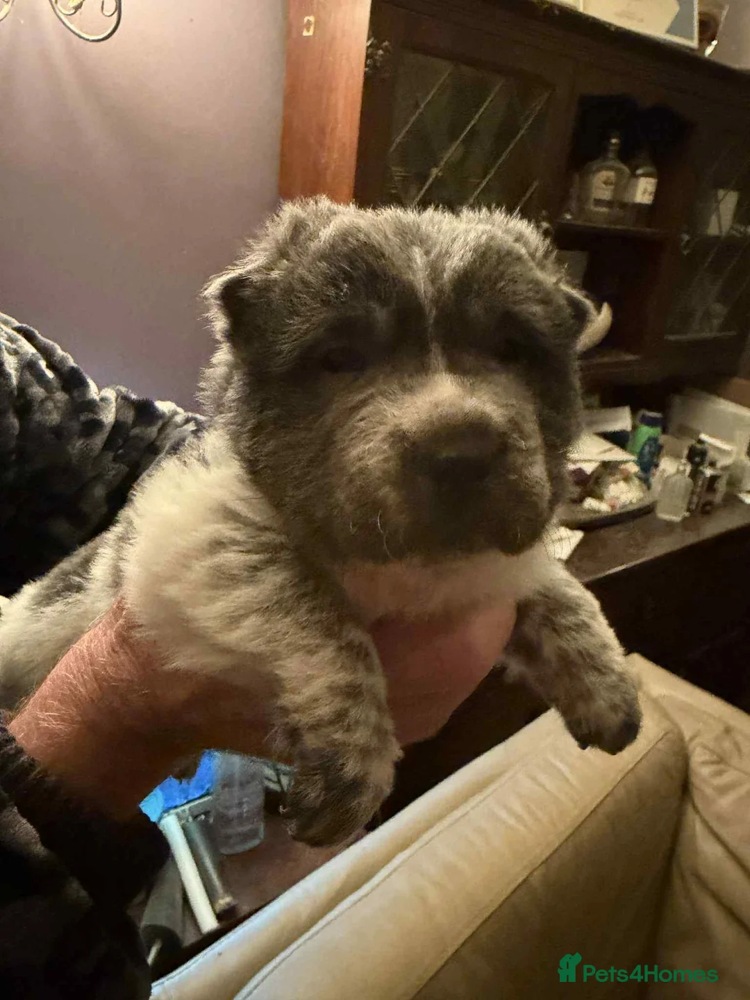 Shar Pei dogs for sale: 2 gorgeous male bear coat shar pei puppies - Advert 14