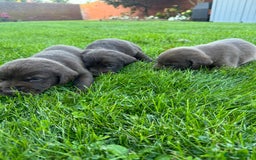 Labrador Retriever dogs for sale: Beautiful kc working type chocolate lab pups  - Image 1