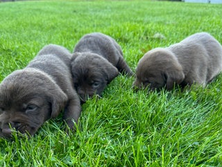 Labrador Retriever dogs - Advert 17