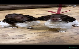 Sprocker dogs for sale: Sprocker pups - Image 8