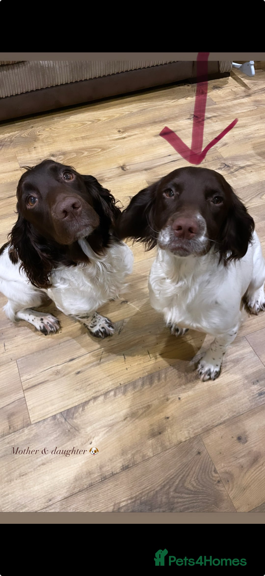 Sprocker dogs for sale: Sprocker pups - Image 8