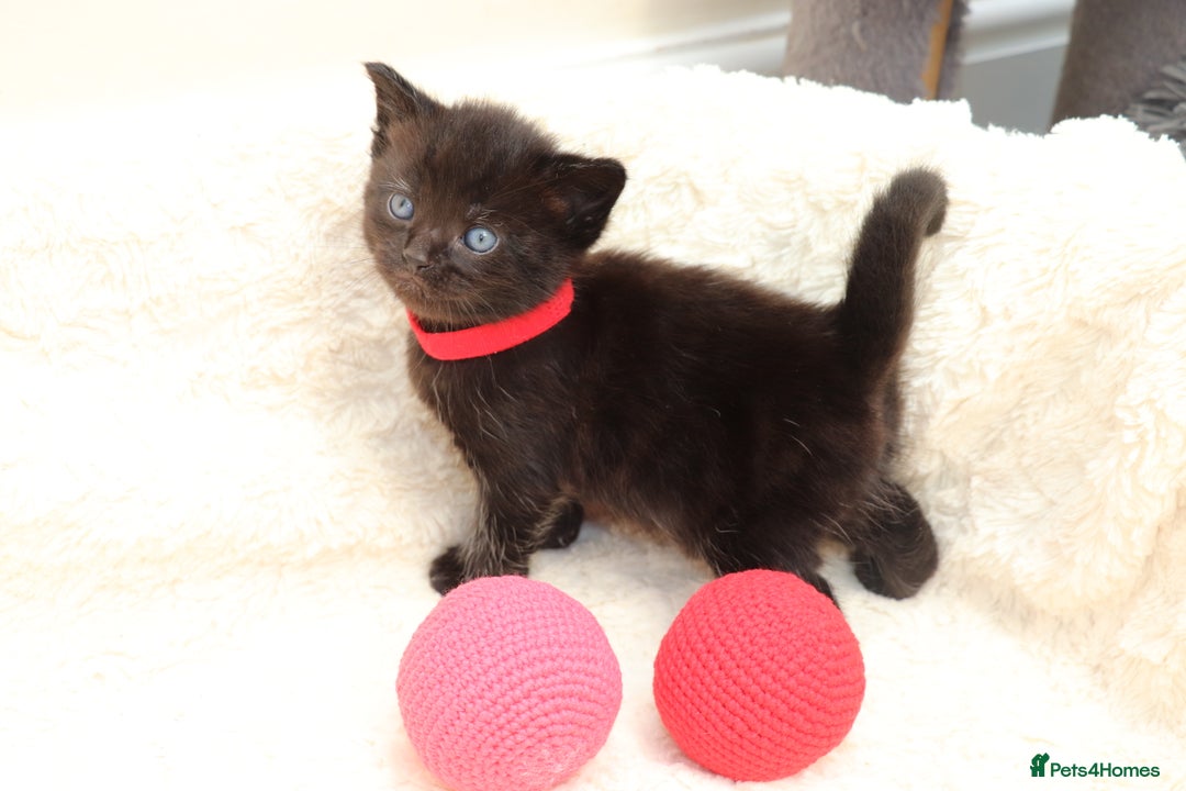 Mixed Breed cats for sale: Beautiful Kittens - Image 10