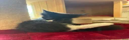 Maine Coon cats for sale: Maincoon male European bloodline  - Advert 6