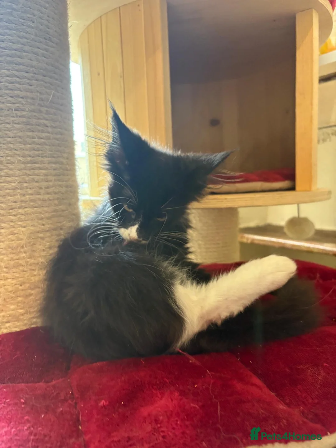 Maine Coon cats for sale: Maincoon male European bloodline  - Advert 6